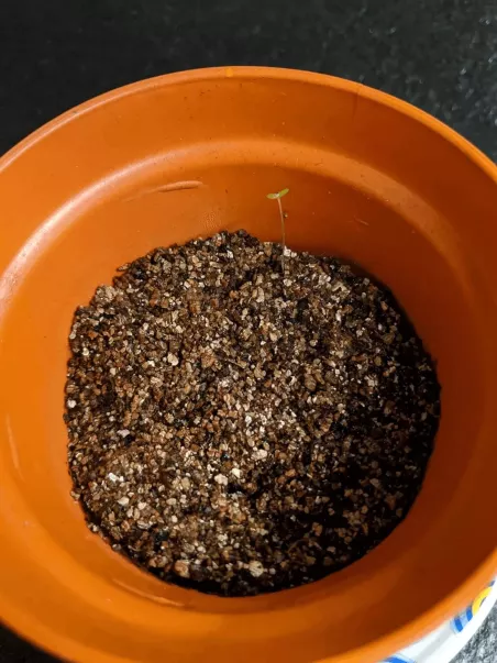 planta de la chapa personalizada